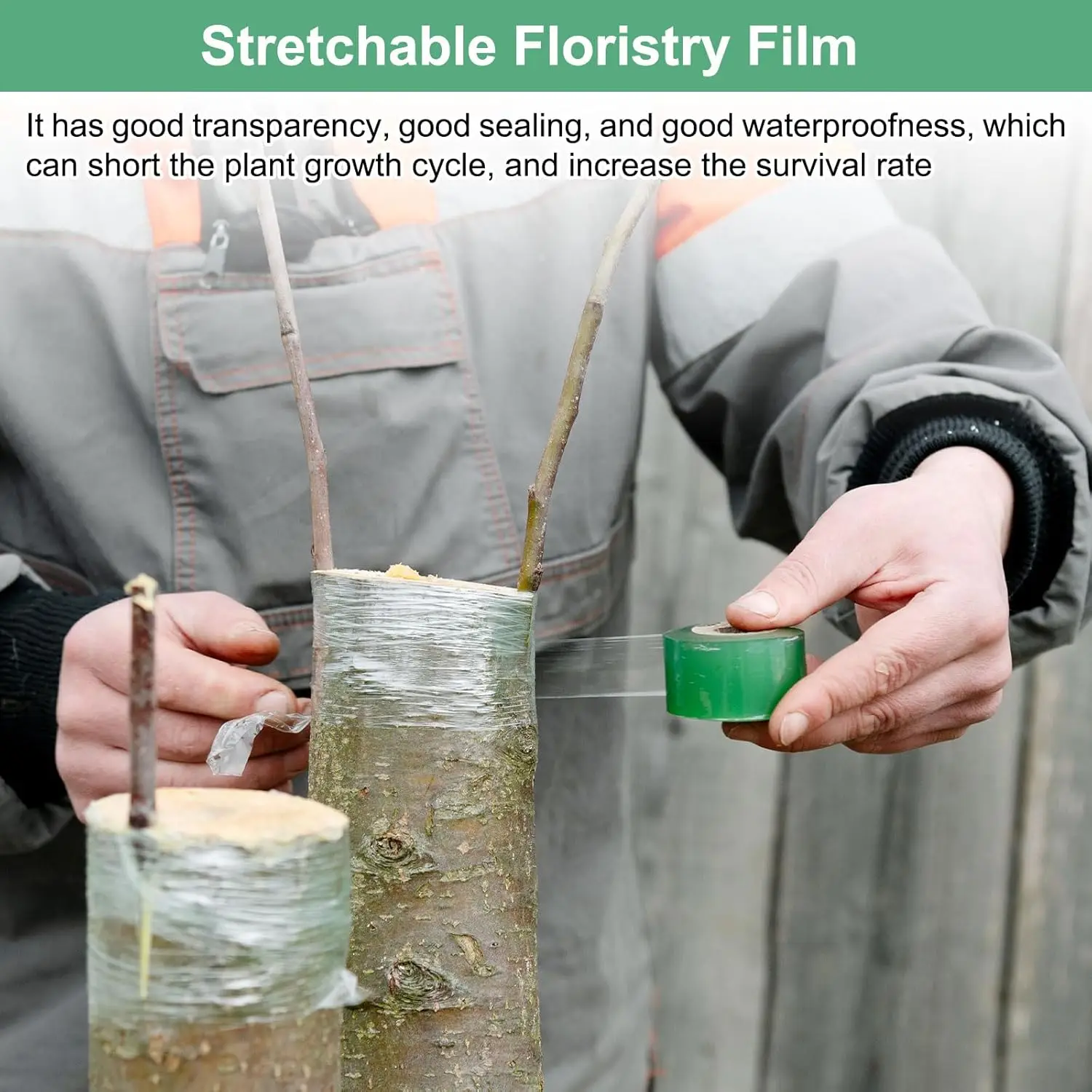 Self-adhesive PE Grafting Tape - đánh giá và giá Bonsai Garden Tree