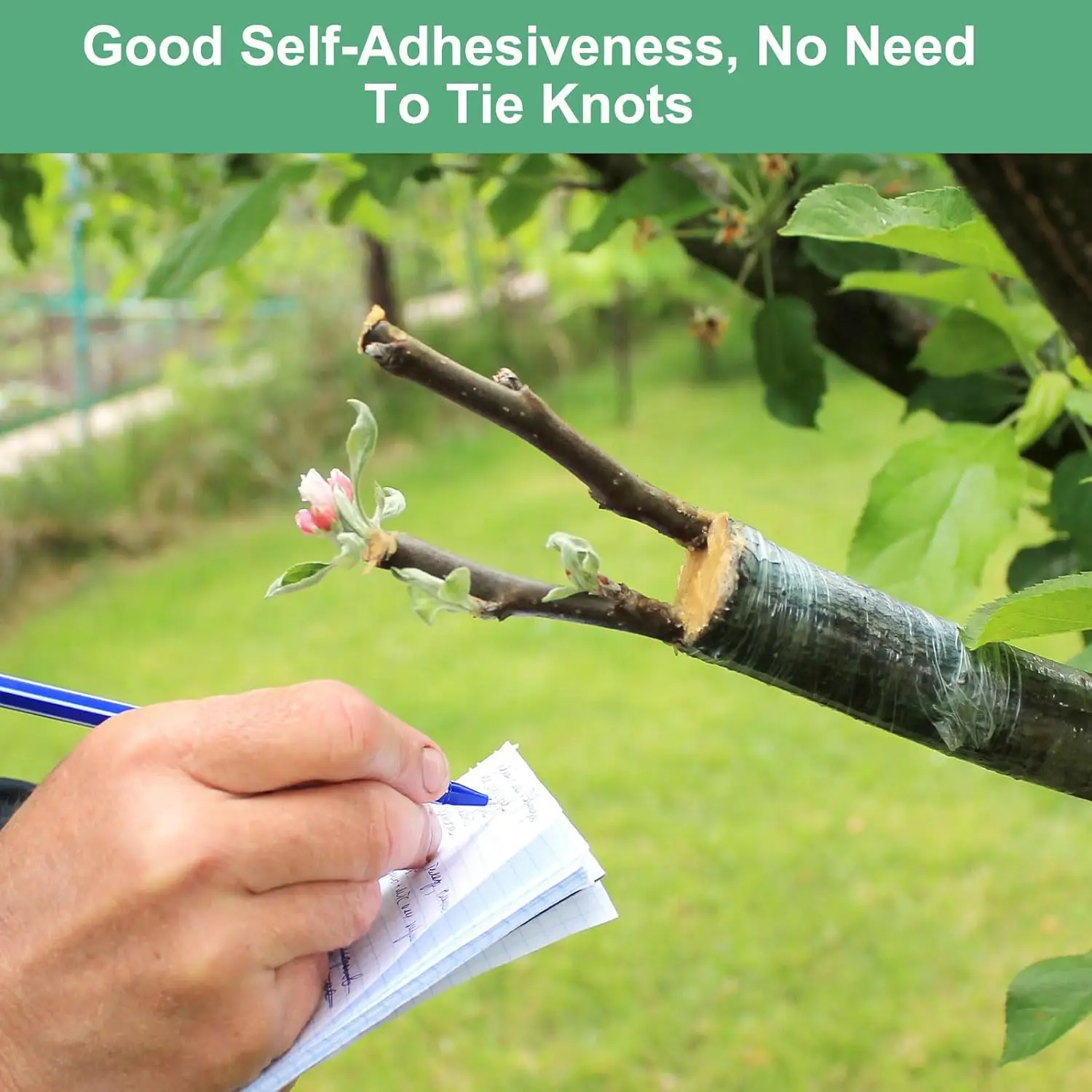 Self-adhesive PE Grafting Tape - đánh giá và giá Bonsai Garden Tree