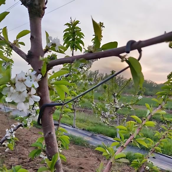 Adjustable Fruit Tree Branch S - đánh giá và giá Bonsai Garden Tree